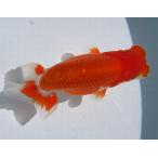 ( золотая рыбка ) золотая рыбка - Okayama T. специальный отбор вид для этого года рыба ( самец ) H480C-2