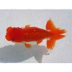 ショッピング金魚 (金魚)らんちゅう-14号 特選種用当歳魚(雄) W400A-5