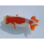 ショッピング金魚 (金魚)らんちゅう-14号 特選種用二歳魚(雌) W400A-10
