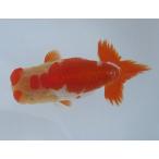 ショッピング金魚 (金魚)らんちゅう-1号 特選種用当歳魚(雄) 600B-11