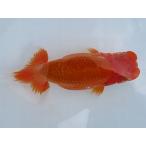 ショッピング金魚 (金魚)らんちゅう-岡山T氏 特選種用当歳魚(雌) H480D-17