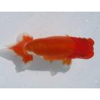  Okayama T. специальный отбор вид для 2 лет рыба ( самка ) H480D-11