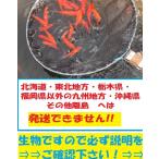 ショッピング金魚 姉　100匹　姉　姉金　金魚　餌金　エサ金　アネ　姉