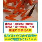 新小姉　150匹　小姉　金魚　餌金　