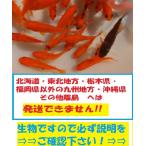 新小姉 200匹 小姉 金魚 餌金 エサ金 コアネ 小姉