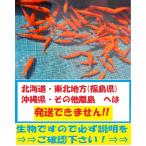 大姉 100匹 大姉金 金魚 餌金 エサ金 アネ