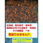 新小赤 100匹 (新子) 小赤 餌金 金魚 金魚すくい エサ金