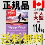 オリジンドッグフードパピーラージ子...