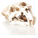 [ бесплатная доставка по всей стране ] Vaio Kimi arepti Skull sa- bell Tiger новый товар 