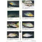 [ вся страна стоимость доставки 350 иен соответствует ] Aqualogsa незначительный american sik крышка 1 дополнение наклейка S201 [ ограничение 2 шт ]