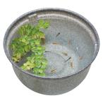 【全国送料無料】 GEX メダカ元気 メダカのための飼育鉢 みかげ370