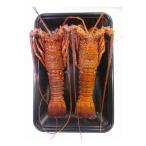  Tokushima . месяц Исэ город море .. соль .. подарок по случаю конца года зима подарок новогодние каникулы ваш заказ гурман подарок .. оплата при получении не возможно 