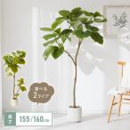 人工観葉植物 ウンベラータ フェイクグリーン 大型 155cm 160cm フィカス おしゃれ 造花 リビング インテリア 玄関 ギフト