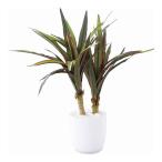 SC触媒加工ミニ観葉ミニユッカ白フ...