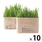 無印良品 猫草栽培セット 2個入り 10セット 良品計画