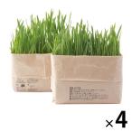 無印良品 猫草栽培セット 2個入り　4セット　良品計画
