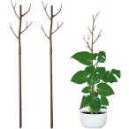 支柱 観葉植物 園芸 2本セット 添え木 支え イボ竹 観葉植物の支柱 モンステラ パキラ ポトス 細い ジョイント(茶色2本セット)