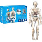  тело человека модель каркас . модель игрушка .. модель тело человека мозаика наука учеба ( прозрачный )