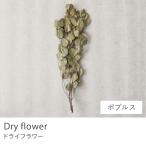  сухой цветок po тянуть sswag украшение смешанные товары интерьер смешанные товары подарок подарок натуральный современный Vintage модный ....