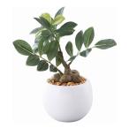 SC触媒加工ミニ観葉ガジュマルフェ...