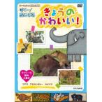 新品 送料無料 廃盤 NHK DVD ダーウィンの動物大図鑑 はろ~ あにまる きょうのかわいい  ラブリーな動物大集合 コアラ・カピバラ・アカカンガルー 2009