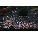  Red Bee Shrimp A комплектация 10 шт 