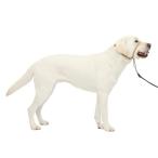 PetSafe( домашнее животное safe )jentoru Leader .. обивка предотвращение head цвет собака для прогулка тренировка four n( бежевый ) L размер 