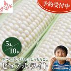  Hokkaido кукуруза чисто-белый 5 шт. входит .10 шт. входит . сырой еда OK.. высота сахар раз белый кукуруза редкий утро .. свежий фрукты кукуруза лето овощи ваш заказ подарок 