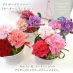 プリザーブドフラワー 母の日 ギフト カーネーションポット カーネーション 花 フラワー 誕生日 プリザード お祝い 結婚祝 アレンジ プレゼント 送別 父の日