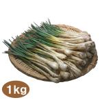 ★ご注文順に出荷中！★ 沖縄産 島らっきょう 1kg 500gｘ2束 送料無料 沖縄県産 島ラッキョウ らっきょう