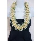 ハワイアンリボンレイ White Lace Euphorbia【ホワイトレース ユーフォルビア】