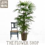 観葉植物 おしゃれ シュロチク 高さ：約150-170cm 籐カゴ