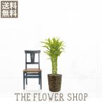 観葉植物 おしゃれ ミリオンバンブー 高さ：約80-100cm 籐カゴ