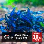 ダークブルーシュリンプ (ベルベットブルーシュリンプ)10匹 ハイグレード チェリーシュリンプ
