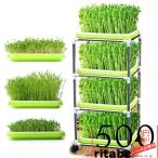 DIY семена ростки tray мояси культивирование контейнер мояси выращивание дом мояси культивирование мояси огород ростки культивирование 4 слой большая вместимость 