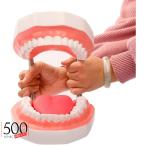 歯列模型 6倍の倍率歯科モデル上顎/下顎模型 大型 モデル無段階 開閉式 歯磨き指導 教育練習 舌付きの歯の模型 口腔 教育/インターンシップ/研究のため 歯磨きガ