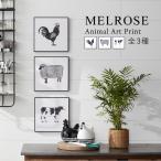 【MELROSE】Animal Art Print / 全3種  / 82164　アートポスター 動物