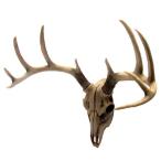牡鹿スカル 雄鹿ハンティングトロフィー (トナカイ・アンテロ−ブ) 牡鹿頭骨 枝角彫刻 彫像/貴賓室 (輸入品