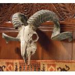 コルシカ島 雄羊の 頭蓋骨と角 ヒツジ・羊 骸骨スカル剥製壁掛け(コルシカラム)彫像 / Corsican Ram Skull[輸入品