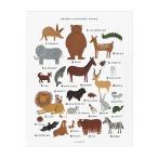 アートプリント　【Ｌサイズ（400ｘ500ｍｍ）】【AnimalAlphabet】【アニマルアルファベット】　ポスター　北欧　インテリア　西海岸　カフェ　フロリダ　フ