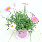 マーガレット　スラッシュピンク　4号鉢　白からピンクに色が変わる　春のお花