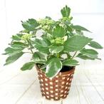 アジサイ あじさい 紫陽花 斑入り額あじさい 恋路ヶ浜 5号鉢 送料無料 希少品種 かご付き Buyee 日本代购平台 产品购物网站大全 Buyee一站式代购 Bot Online