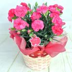 母の日　カーネーション【マカロンフレーズ】5号鉢　■送料無料■　底面給水鉢　かご付き　Mother's Day