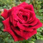 バラ苗　新苗　ドンファン　Don Juan　つる　4号鉢　強香　初心者オススメ　2025