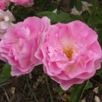 バラ苗　新苗　春がすみ　Harugasumi　つる　4号鉢　ほとんどトゲなし　一季咲き　2025