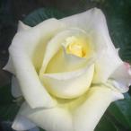 バラ苗　新苗　グラステン　Grasten　中輪　4号鉢　2025