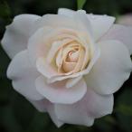 バラ苗　新苗　ブラッシュアイスバーグ　Brush Iceberg　中輪　４号鉢　2025　