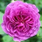 バラ苗　新苗　ミネルヴァ　Minerva　中輪　4号鉢　強香　2025