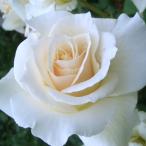 バラ苗　新苗　パスカリ　Pascali　大輪　4号鉢　WFRS殿堂入り　AARS受賞　初心者オススメ　2025