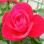 バラ苗　新苗　宴　Utage　大輪　4号鉢　初心者オススメ　2025